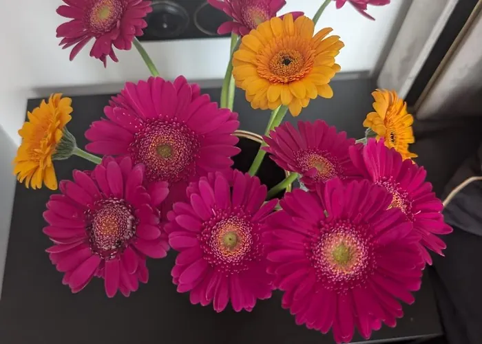 Luxury Marina - Nad Odra * Szczecin